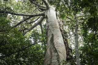 L'Amazonie abrite 10% de la biodiversité de la planète (archives). KEYSTONE/EPA/Raphael Alves